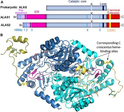 An Extended C-Terminus, the Possible Culprit for Differential Regulation of 5-Aminolevulinate Synthase Isoforms